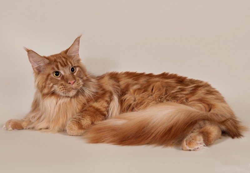 Мейнкун кот