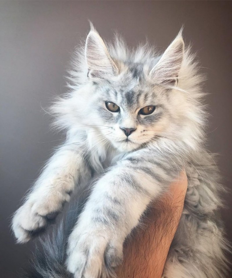 Котята породы Мейн кун