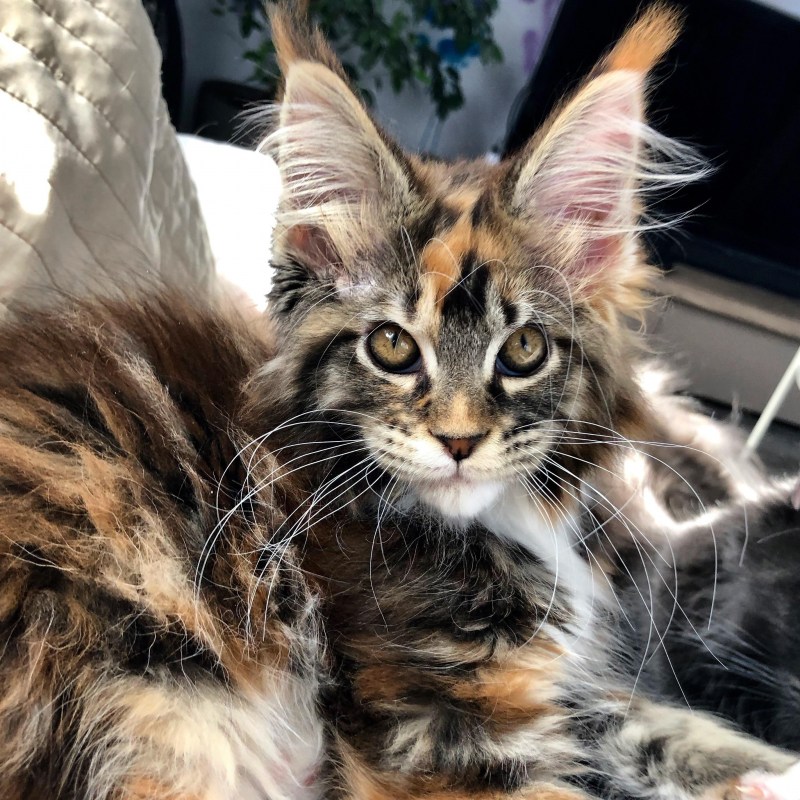 Котята Мейн кун