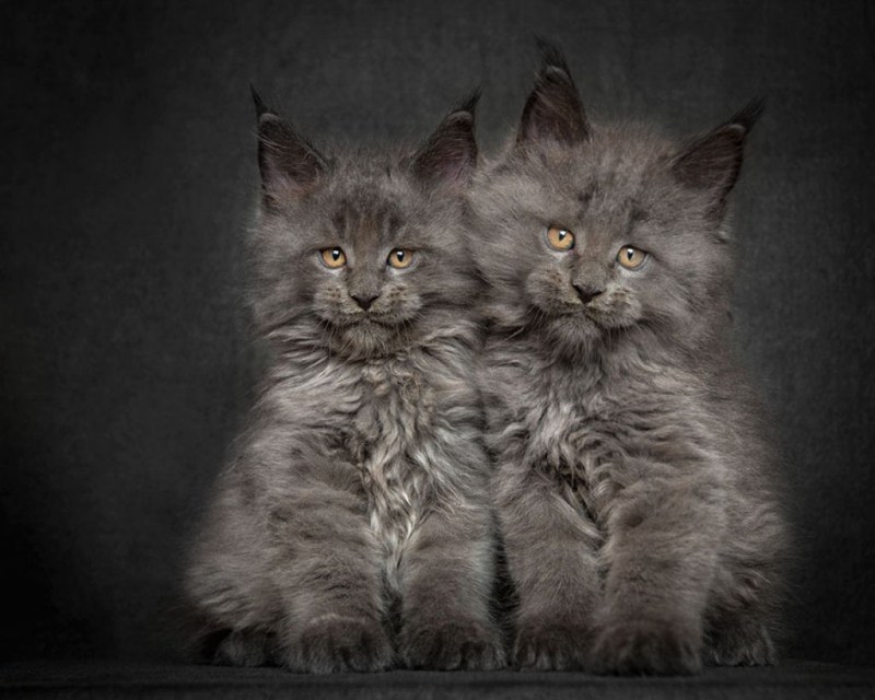 Кот Мейн кун
