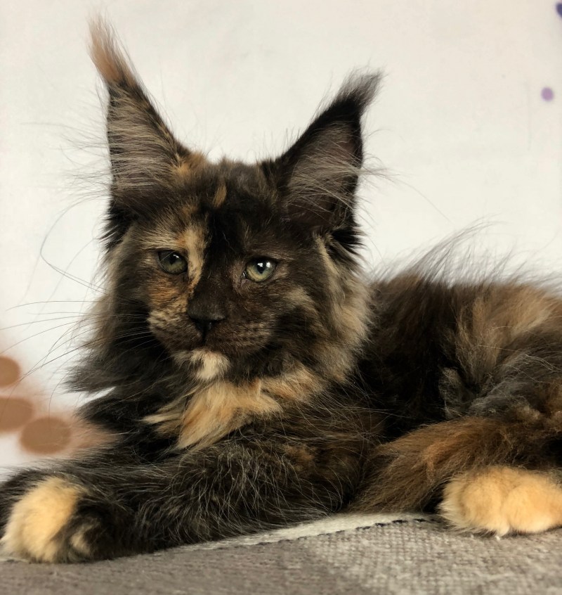Коты Мейн куны