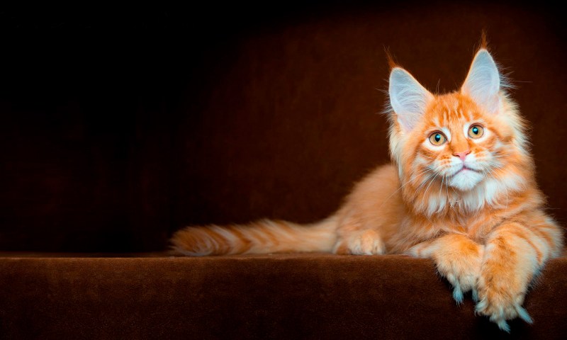 Коты куин Мейн