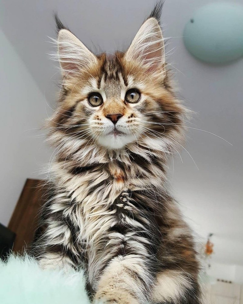 Мейн кун енотовидная кошка