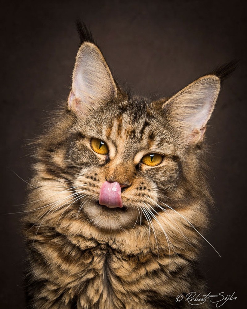 Коты Мейн куны