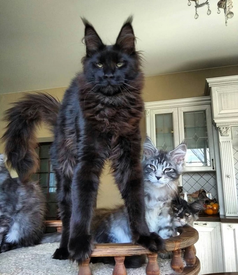 Кот Мейн кун