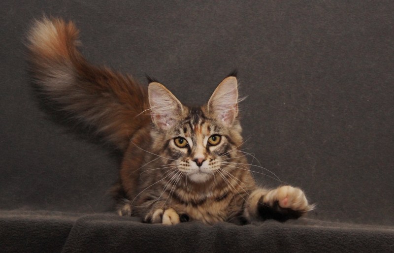 Кошка Мейн кун с котятами
