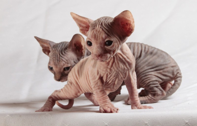 Сфинкс кошка Донской сфинкс