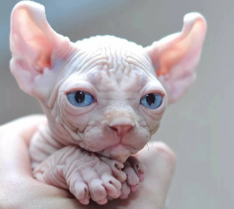 Сфинкс кошка