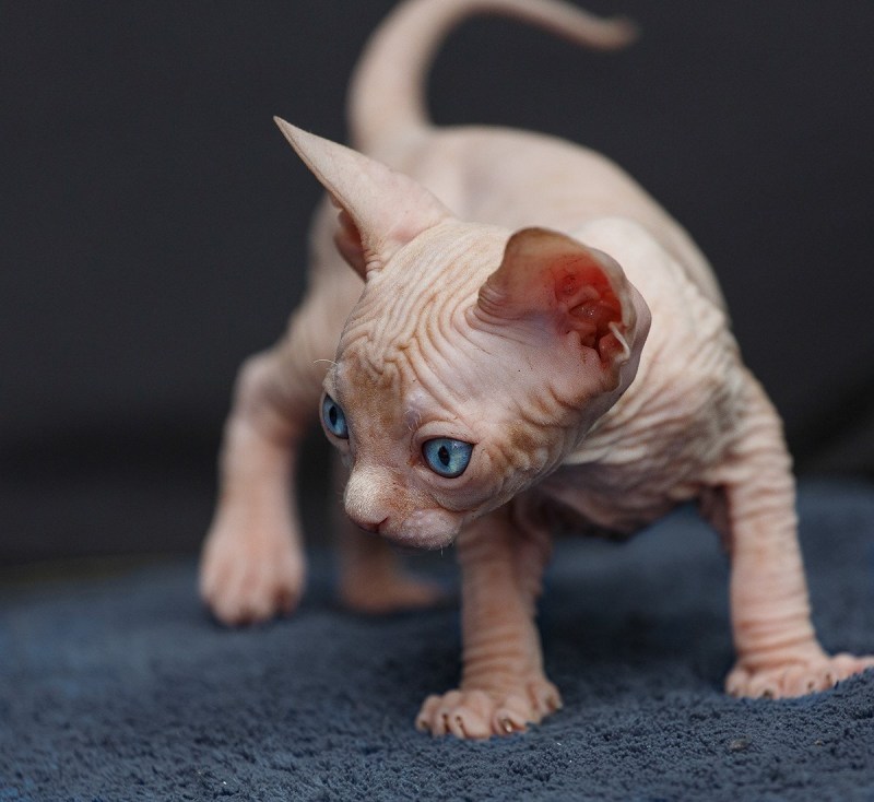 Коты сфинксы