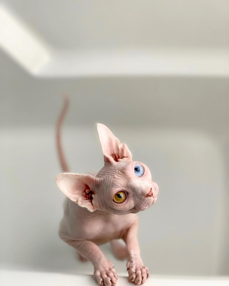 Канадский сфинкс котята