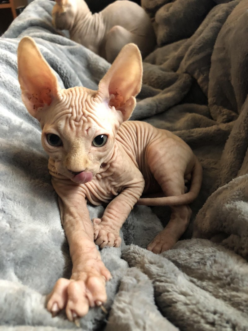 Коты сфинксы
