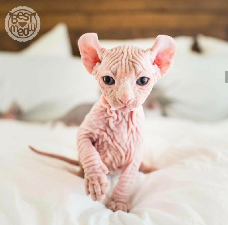 Сфинкс кошка котенок