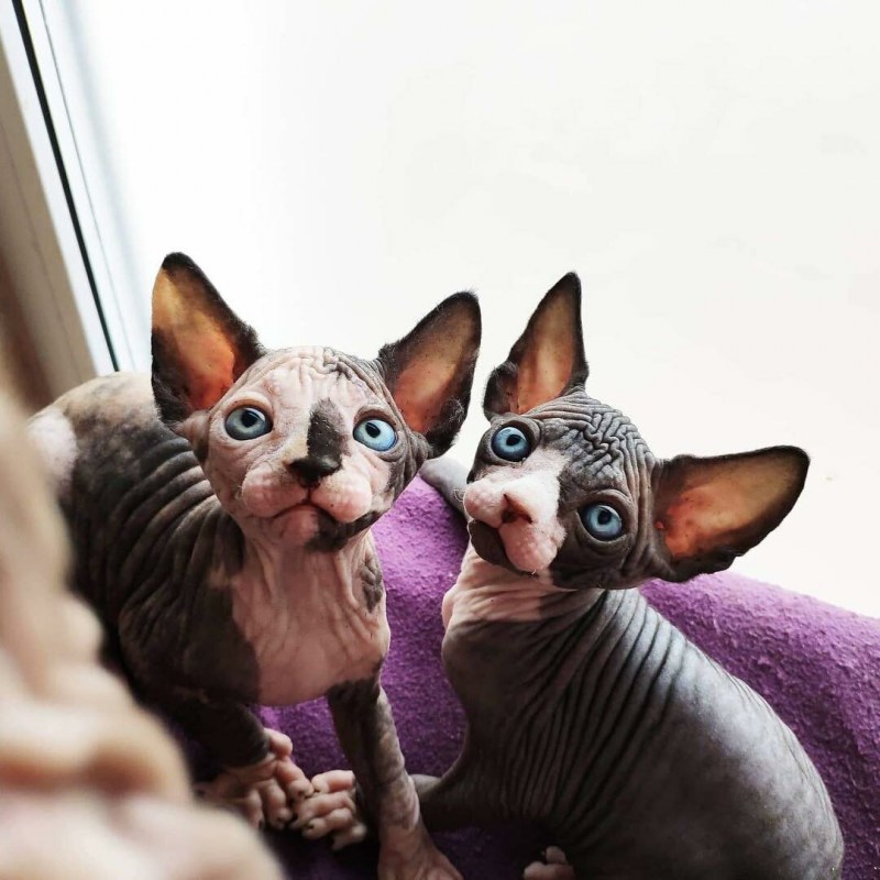 Сфинкс кошка котенок
