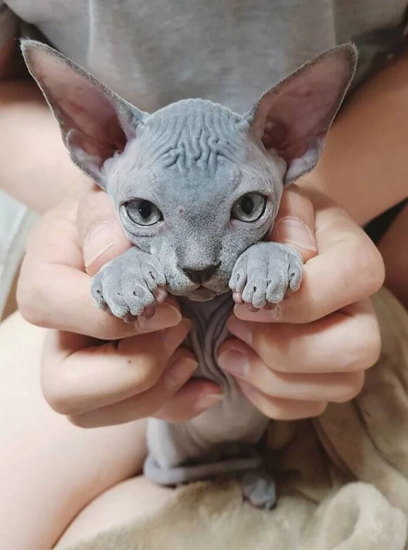 Канадский сфинкс кошка