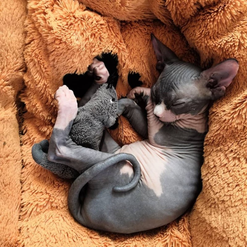 Сфинкс кошка котенок