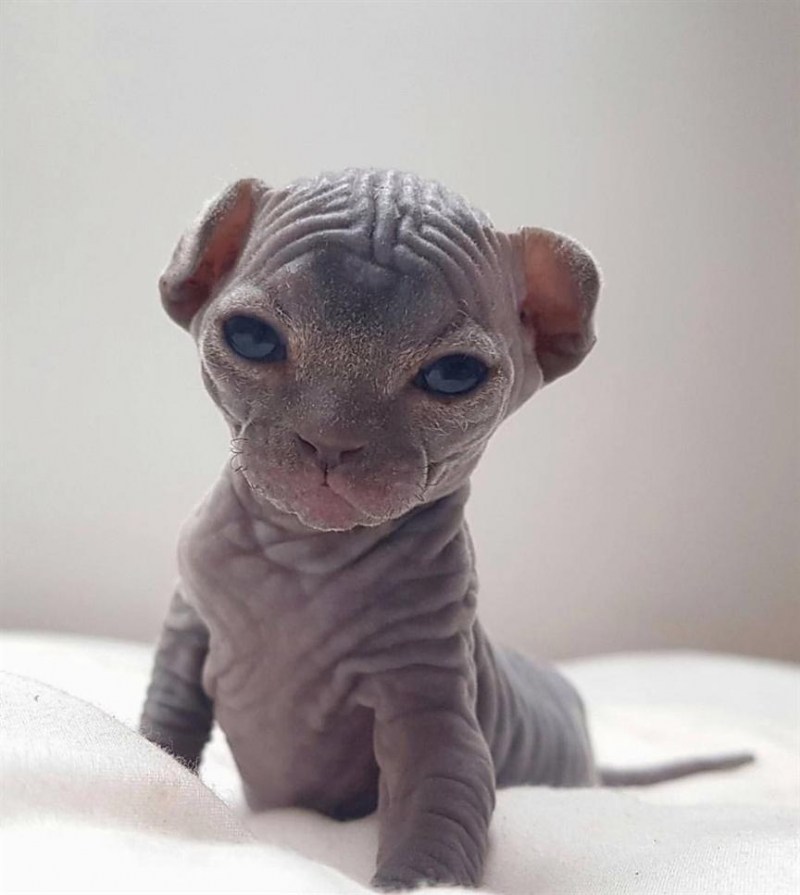 Сфинкс кошка котенок