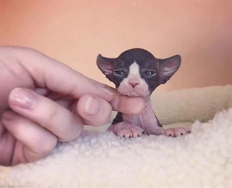 Маленькие сфинксы котята