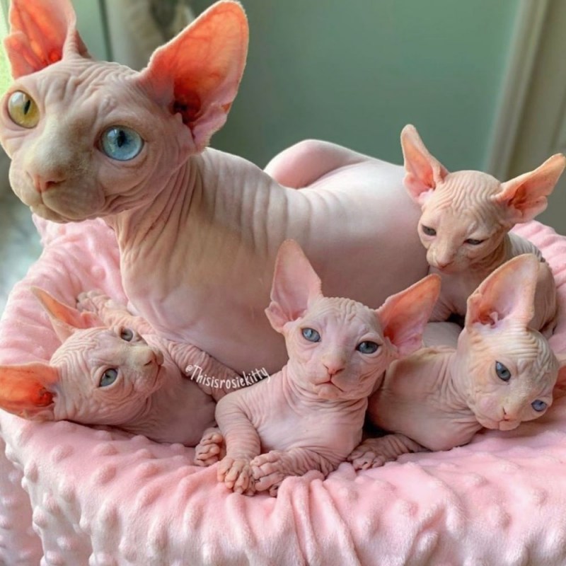 Кот сфинкс котенок