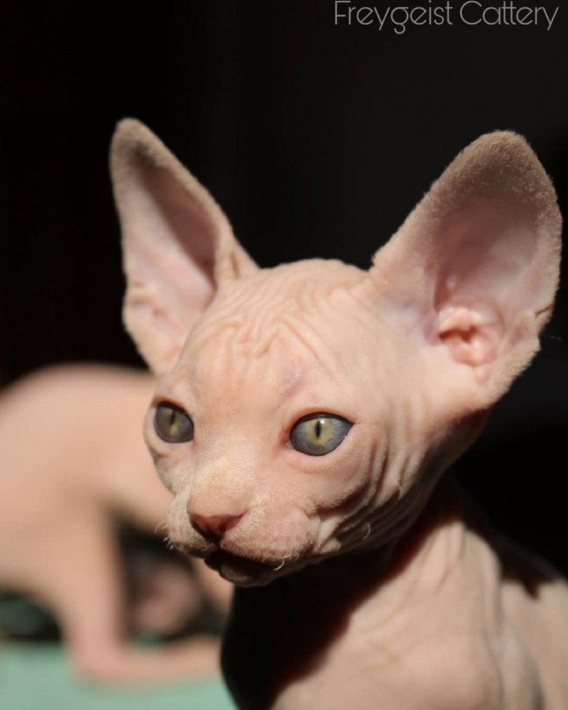 Кот сфинкс