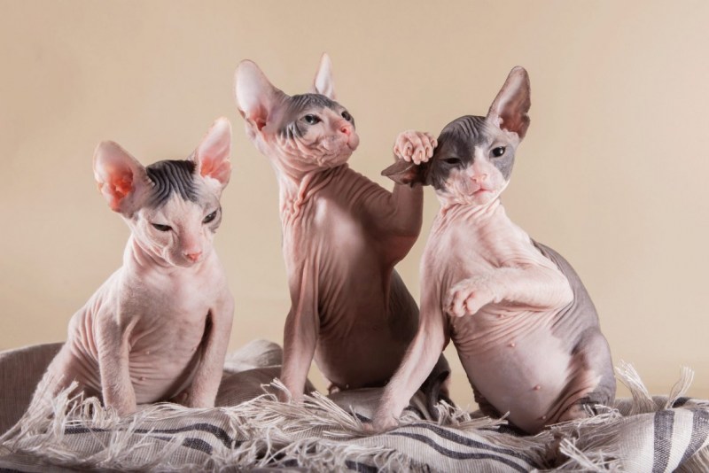 Сфинкс кошка котенок