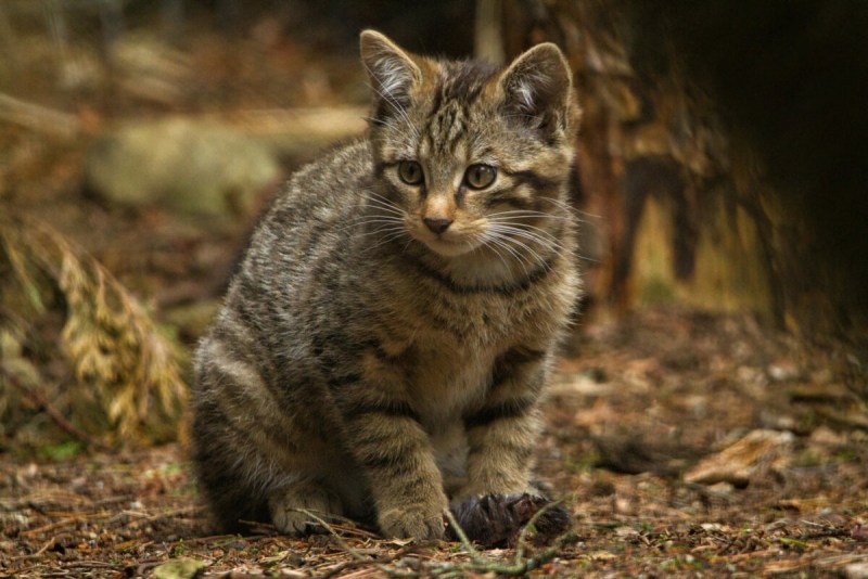 Шотландская Лесная кошка