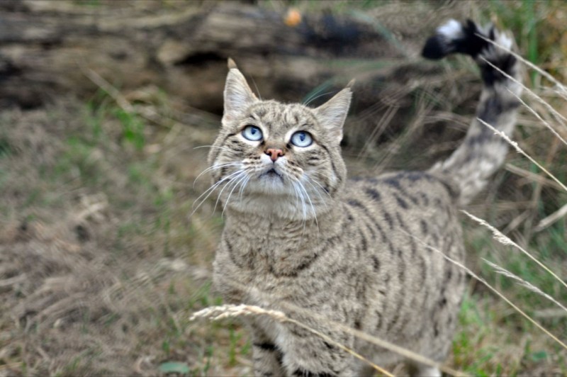 Европейский дикий Лесной кот