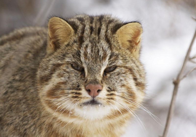 Дальневосточный Амурский Лесной кот