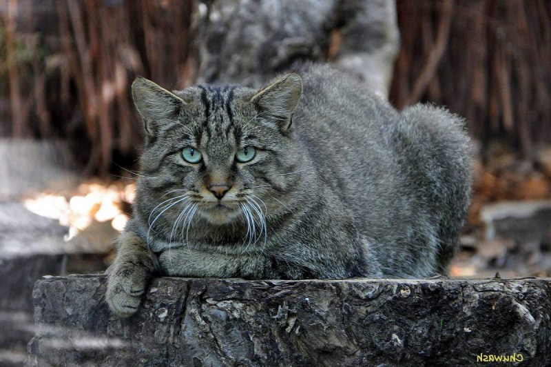 Кавказский Лесной кот