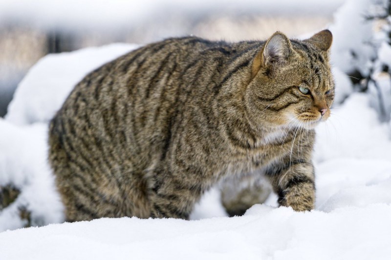 Амурский дикий Лесной кот