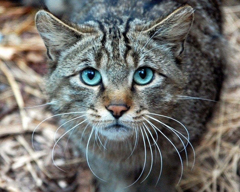 Дикий Лесной кот