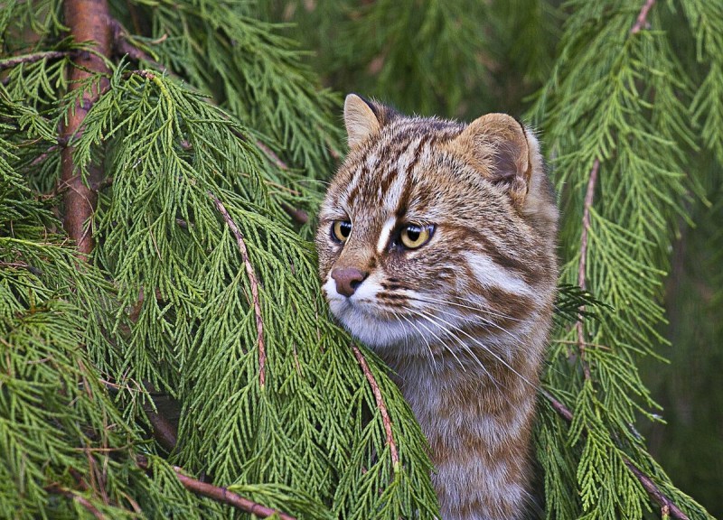 Амурский Лесной кот