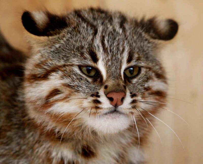 Амурский Лесной кот