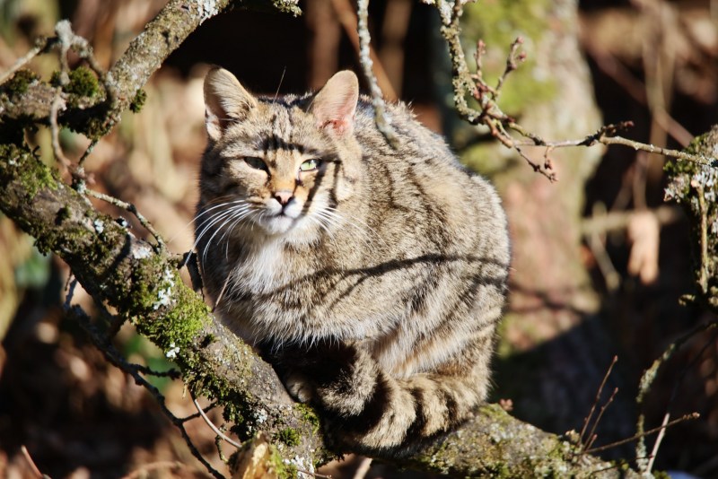 Лесной кот Felis Silvestris
