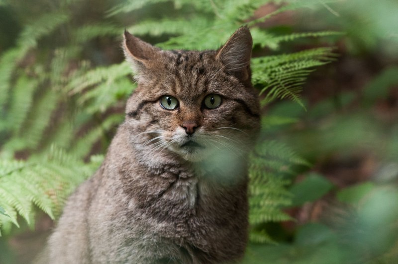 Шотландская Лесная кошка