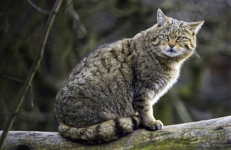 Шотландская Лесная кошка