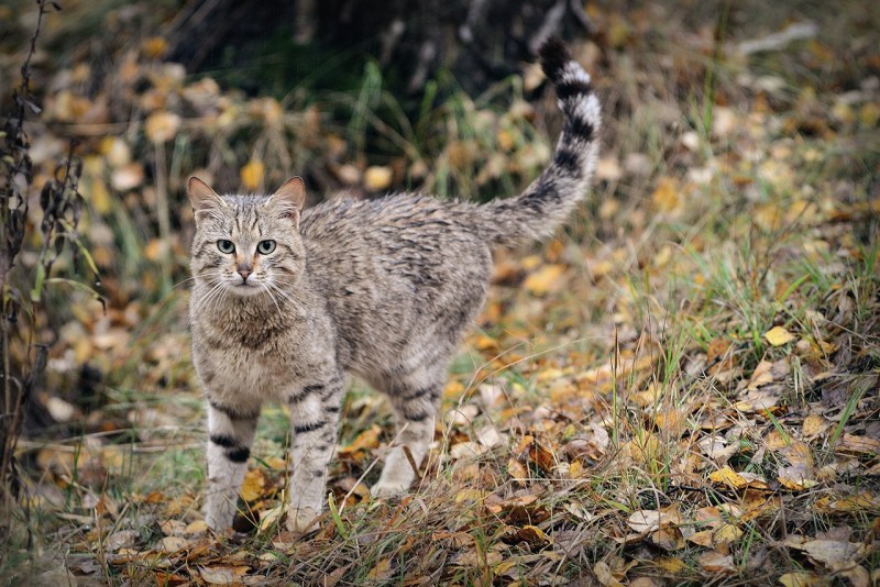 Кавказская Лесная кошка