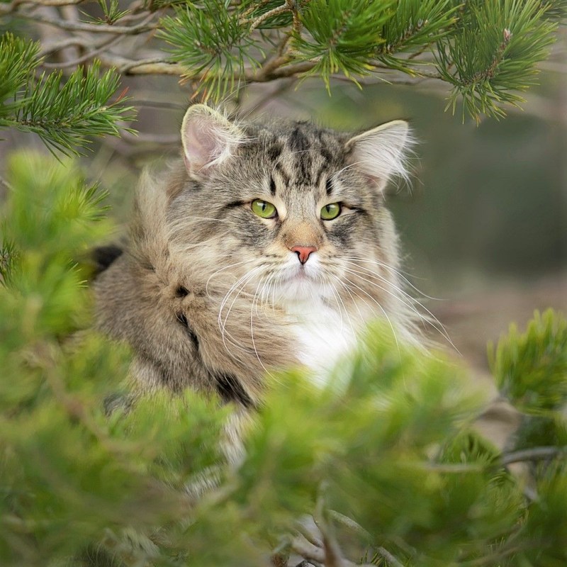 Европейский дикий Лесной кот