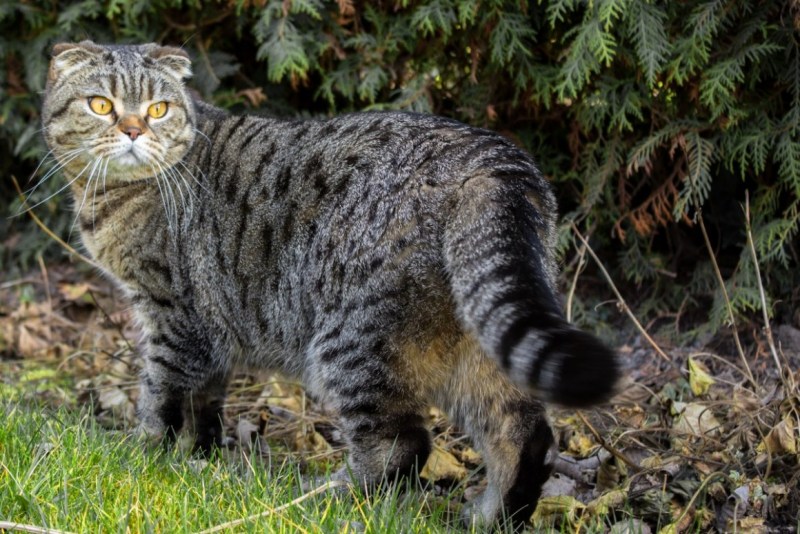 Шотландский дикий Лесной кот