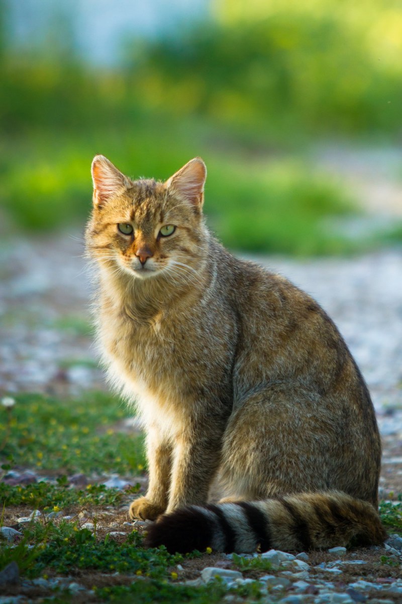 Дикая Лесная кошка