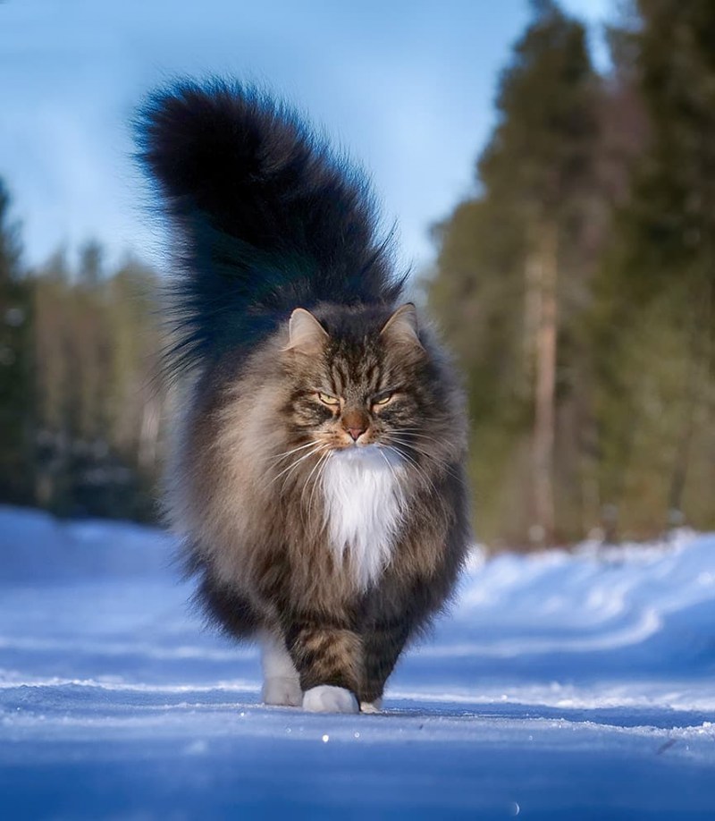 Норвежская длинношерстная Лесная кошка