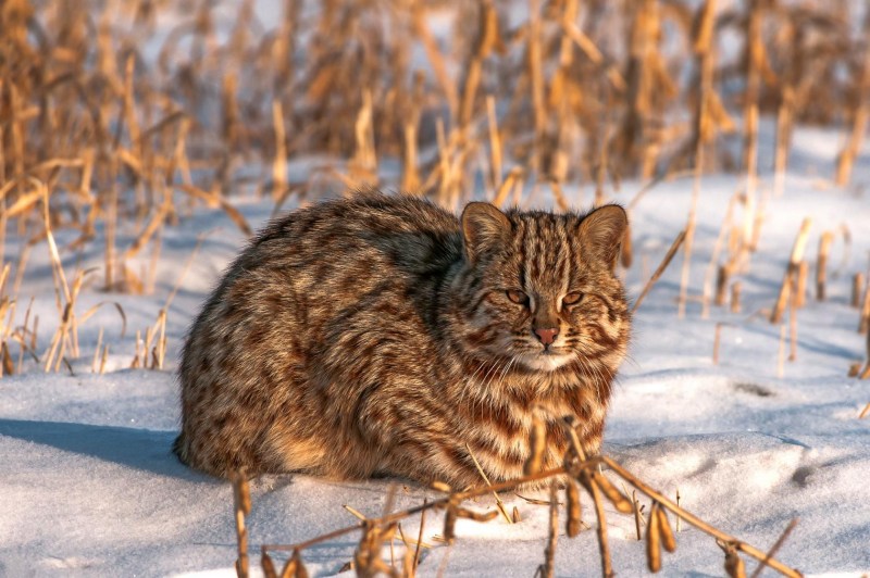 Дальневосточный Лесной кот (Prionailurus bengalensis euptilurus)