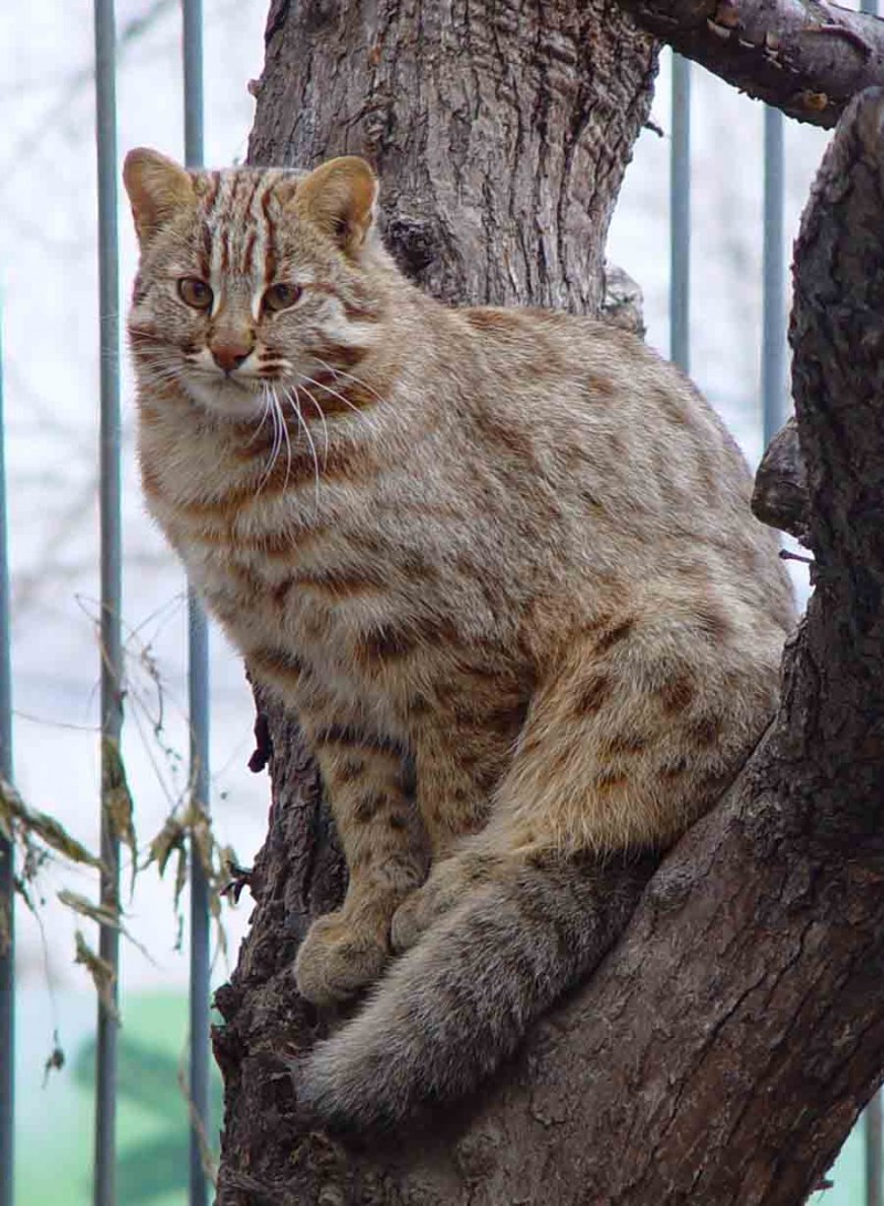 Дальневосточный Амурский Лесной кот