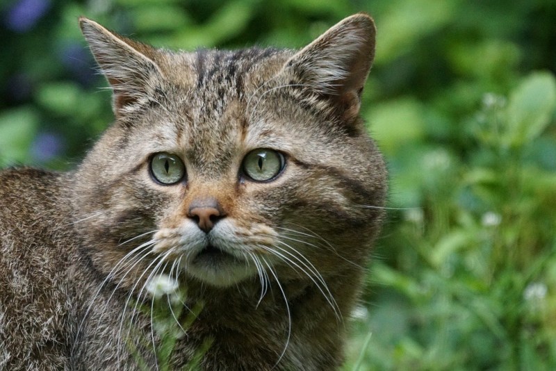 Европейская Дикая Лесная кошка короткошёрстная