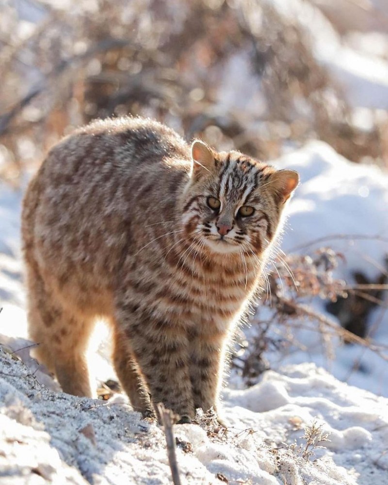 Уссурийский Амурский Лесной кот