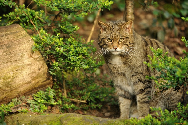 Шотландская Дикая Лесная кошка
