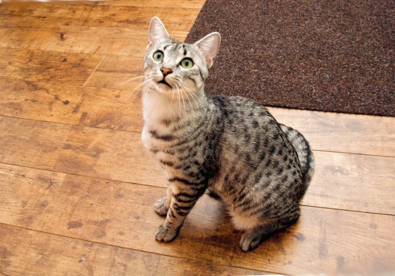 Коты породы Египетский МАУ