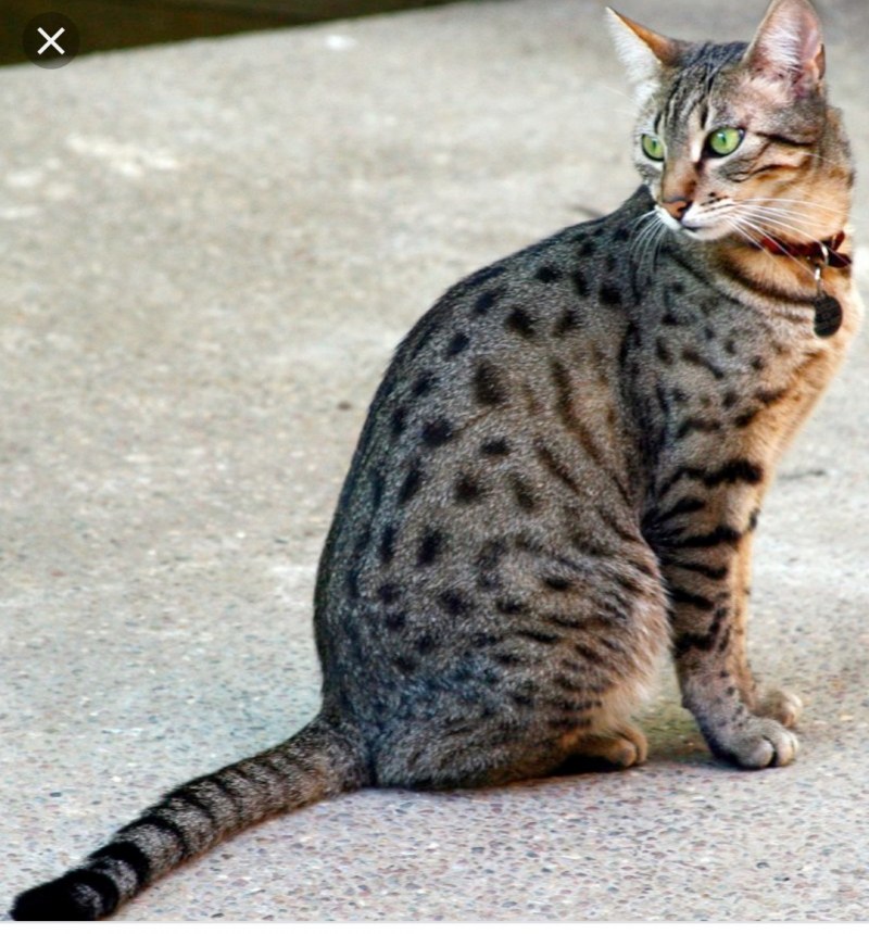 Египетская МАУ кошка