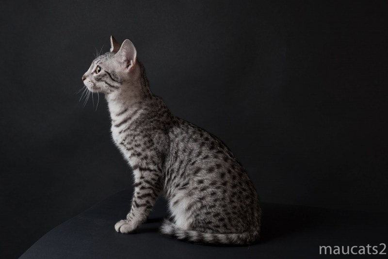 Египетская МАУ кошка