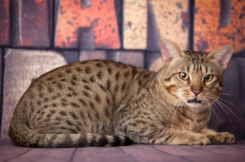 Египетская МАУ кошка