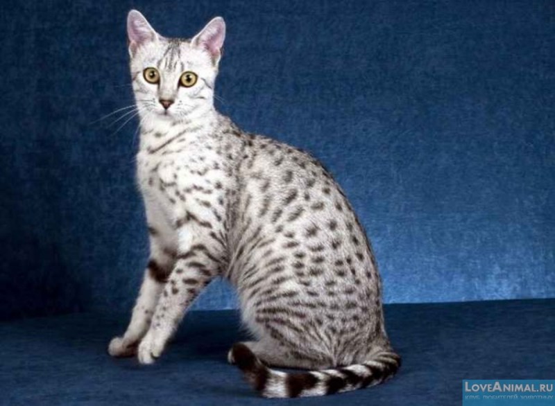 Коты породы Египетский МАУ